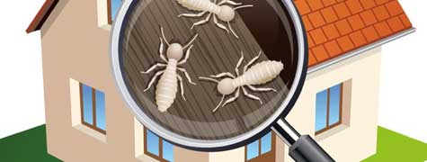 termite1